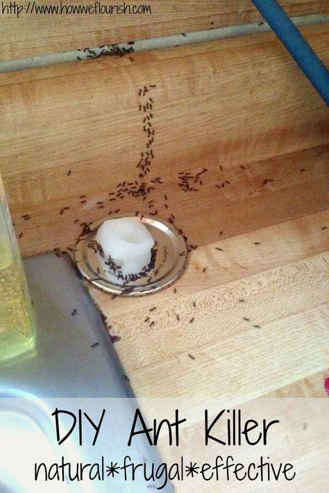 Any Killer Diy, Ant Killer Natural, Ant Killer Recipe, Homemade Ant Killer, Sugar Ants, Ant Spray, Ant Repellent, Kill Ants, Rid Of Ants