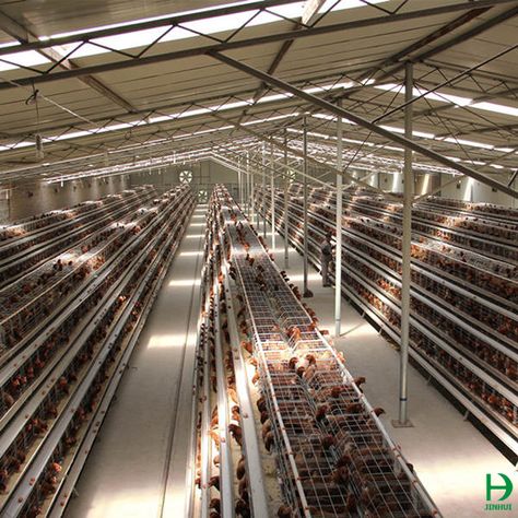 The Layer farms farm design inculding the following system: 1. A type chicken cage H type chicken cage 2. Automatic trolly feeder 3. Exhaust fan 4. Manure removal system Poultry Farm Buildings, Poultry Farm Design, Broiler Chicken, Eid Decorations, Layer Chicken, Portable Chicken Coop, Poultry House, Poultry Cage, Tattoos Arm