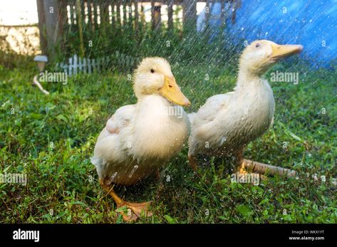 Pekin Ducklings, Chicken Hatchery, Khaki Campbell Ducks, Duck Pens, Pekin Duck, Water Trough, Natural Pond, Kiddie Pool, Eyes Problems