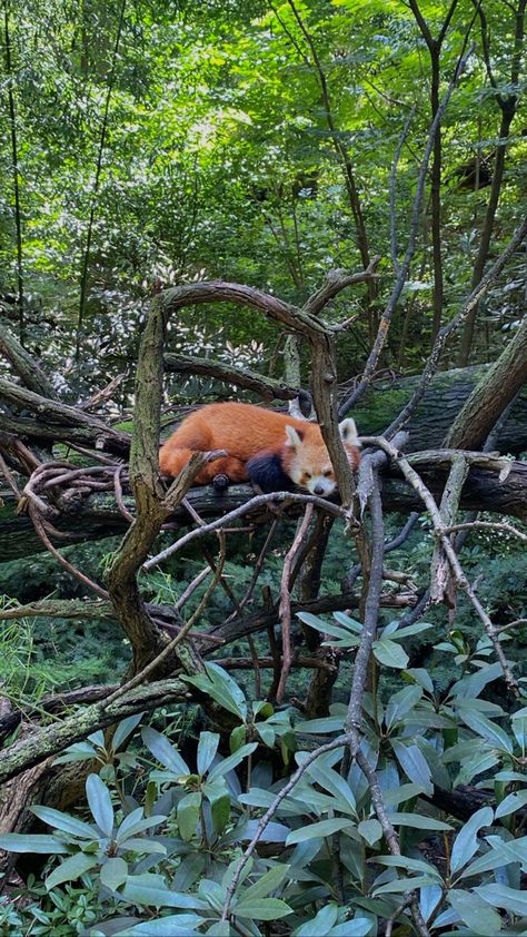 red panda bronx zoo baby animals Bronx Zoo, Zoo Babies, Nyc Trip, Red Panda, Bronx, Baby Animals, Animals, Red, Quick Saves