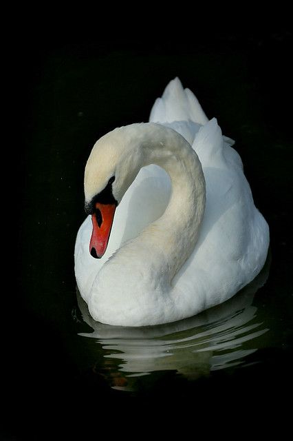 Swan Photography, Swan Pictures, Swan Painting, Swans Art, Mute Swan, Beautiful Swan, Hur Man Målar, White Swan, Swan Lake