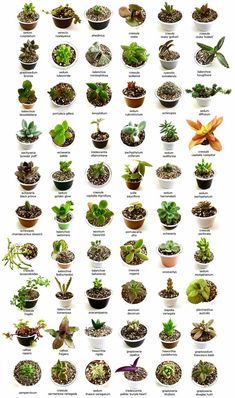 Identify What Types of Succulents You Own - Succulent Plants UK Multiplier Des Plantes Grasses, Desert Landscaping Backyard, Plants Terrarium, Succulent Outdoor, Different Types Of Succulents, Types Of Succulents Plants, Succulent Names, Kaktus Dan Sukulen, Buy Succulents