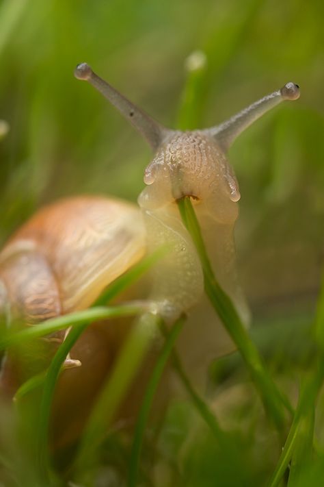 Look at this snail eating grass. Appreciate it. Now move on. - Imgur Foto Macro, The Meta Picture, Beautiful Bugs, Creepy Crawlies, The Grass, Squirrels, Nature Animals, 귀여운 동물, Macro Photography