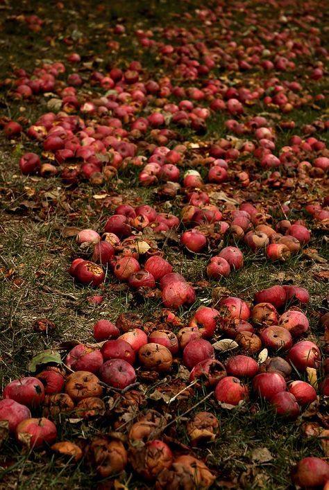 fallen apples Rotten Apple Aesthetic, Rotten Aesthetic, Rotting Apple, Paradise Rot, Rotting Aesthetic, Exorcist Oc, Village Photoshoot, Blueberry Patch, Compost Heap