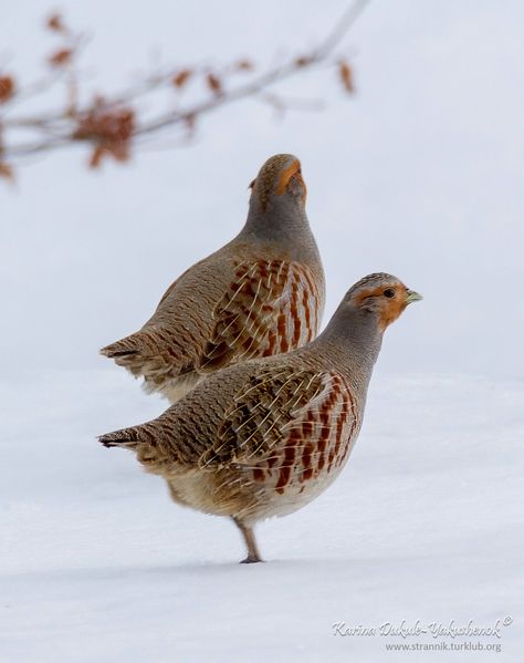 Laukirbe. Gada putns 2021. Grey Partridge, Upland Bird Hunting, Gamebirds, Bird Artists, Forest And Wildlife, Bird Hunting, Rare Birds, Game Birds, Bird Art Print