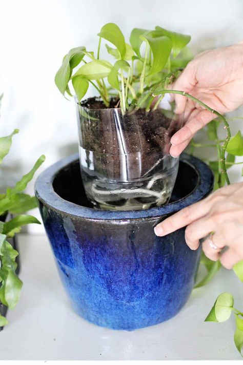 3 Self-Watering Planter Hacks You Have to Try Planter Hacks, Diy Self Watering Planter, Wine Bottle Planter, Self Watering Containers, Fish Garden, Self Watering Plants, Self Watering Pots, Plant Hacks, Glass Planter