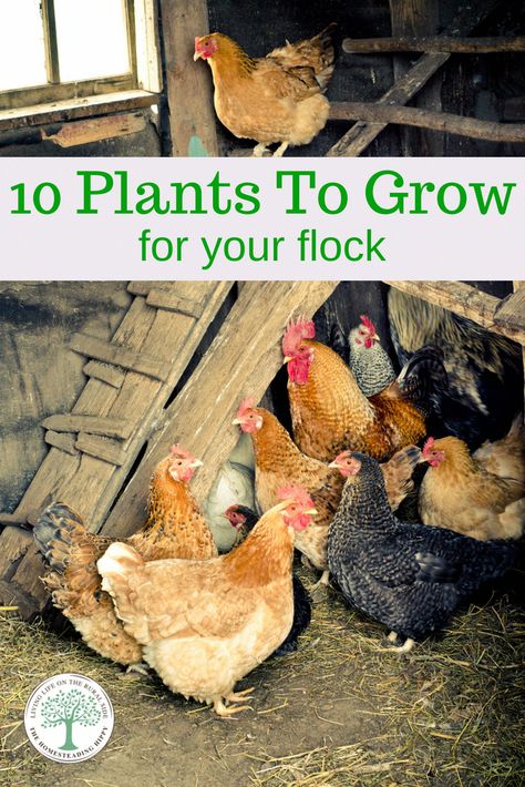 You might want to consider supplementing your chicken feed with some great plants around your garden. Besides saving you money, these plants sampled here have a high nutritional value and they are good for your chicken. #freerange #crazychickenlady #chickenenthusiast #urbanchickens #freerangechickens #backyardpoultry #lapchicken #happychickens #fresheggs #chickeneggs #farmfresheggs #turkeys #quail #backyardquail #ducks #ducklove #urbanfarming #theurbanchicken via @homesteadhippy #chickencoop Chicken Feed Recipe, Plants For Chickens, Urban Chicken Farming, Backyard Chicken Coop Plans, Urban Chickens, Backyard Chicken Farming, Chicken Run, Best Chicken Coop, Raising Backyard Chickens