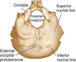 Occipital Bone, Compact Bone Anatomy, Bone Formation, Occipital Bone Anatomy, Temporal Bone Anatomy, Ulna Bone Diagram, Skeletal System Anatomy, Sphenoid Bone, Paranasal Sinuses