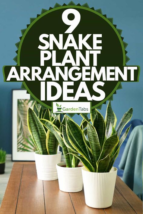 9 Snake Plant Arrangement Ideas - Garden Tabs Snake Plant Decor, Snake Plant Propagation, Snake Plant Varieties, Air Cleaning Plants, Snake Plant Care, Snake Plants, Plant Problems, Growing Plants Indoors, Bathroom Plants