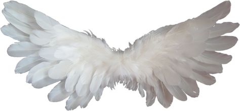 white-1184178_1280 Angel Wings Png, Wings Png, Moodboard Pngs, Angel Signs, Feather Angel Wings, Angel Wings Wall, White Angel Wings, Png Aesthetic, Angel Aesthetic