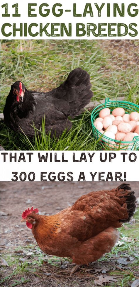 Alaska Garden, Chicken Breeds For Eggs, Best Laying Chickens, Chickens Backyard Breeds, Laying Chickens Breeds, Best Egg Laying Chickens, Laying Chickens, Chicken Raising, Poultry Farming