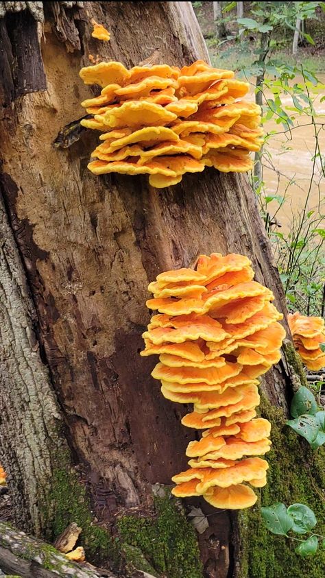 How to Prepare Chicken of the Woods Mushrooms - Foraged - Foraged Tlou Aesthetic, Chicken Of The Woods, Sustainable Food Systems, Shredded Turkey, Turkey Tail Mushroom, Specialty Food Store, Mushroom Drawing, Porcini Mushrooms, Harvest Recipes