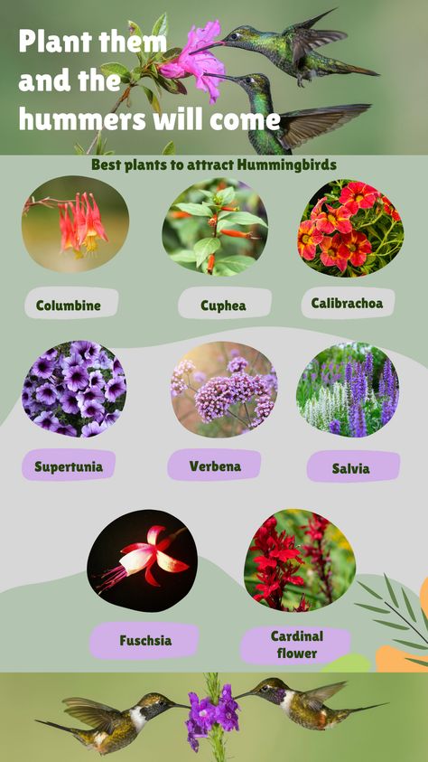 Here are 8 great plants to welcome the hummingbirds back to your garden this spring and summer. Plant them in containers, in the landscape and even in hanging baskets to keep the hummingbirds coming back to your garden. Landscape ideas | container gardening | wildlife | backyard birds Hummingbird Garden Flowers, Plants To Attract Hummingbirds, Purple Salvia, Hummingbird Plants, Attract Hummingbirds, Hummingbird Feeder, Hummingbird Garden, Front Landscaping, Wildlife Gardening