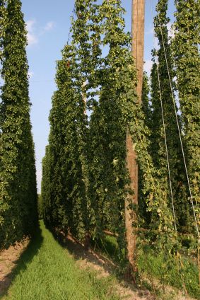 Hops Trellis, Aqua Farm, Hops Plant, Humulus Lupulus, Garden Vines, Garden Animals, Garden Deco, English Country Gardens, Walk In The Woods