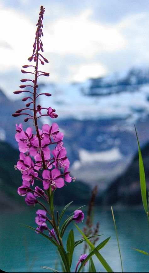 Herb Arrangements, Fireweed Tattoo, Fireweed Flower, Alaska Tattoo, Wildflowers Photography, Boreal Forest, Ikebana, Plants Flowers, Flowers Photography