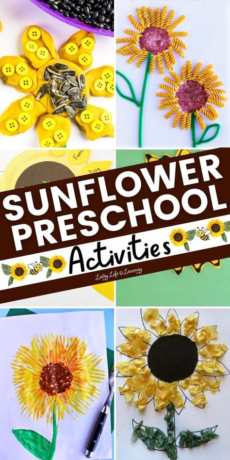 Sunflower Preschool Activities Prek Sunflower Activity, Pre K Sunflower Craft, Sun Flower Activities For Preschool, Fall Preschool Activities Science, Sunflower Art For Kindergarten, Sunflowers Activities For Preschool, Sunflower Projects For Preschool, Sunflower Art Kindergarten, Preschool Sunflower Theme