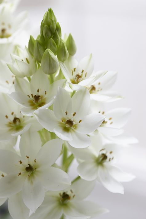 Ornithogalum Long Stem Flowers, Arts And Crafts House, Moon Garden, Star Of Bethlehem, Flower Landscape, White Gardens, Flowers And Leaves, Amazing Flowers, Botany