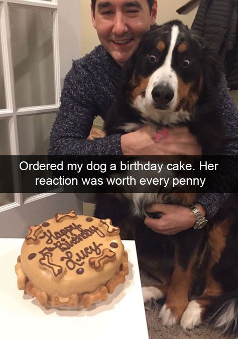 Hilarious Dog Snapchats Dog Snapchats, Spoiled Dogs, Funny Dog Memes, Funny Animal Jokes, Memes Humor, Funny Animal Memes, Animal Jokes, Funny Animal Pictures, Dog Memes