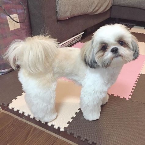 Corte Shitzu, Shitzu Haircuts, Shitzu Dogs Haircuts, Shih Tzu Hair Styles, Dog Grooming Shih Tzu, Shih Tzu Puppy Cut, Shih Tzu For Sale, Big Dogs Breeds, Biggest Dog In The World