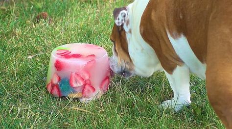 DIY Ice Lick Recipe For Dogs | Earth Rated Ice Bowl For Dogs, Frozen Lick Bowl For Dogs, Dog Frozen Lick Bowl, Puppy Snacks, Puppy Ideas, Ice Bowl, Dog Enrichment, Ice Blocks, Dog Games