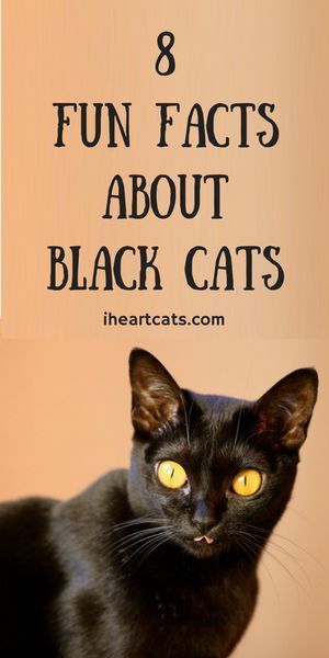 Fun Facts About Cats, Black Cat Breeds, Cat Info, Cat Hacks, Cat Reading, Cat Care Tips, Cat Parenting, A Black Cat, Cat Training