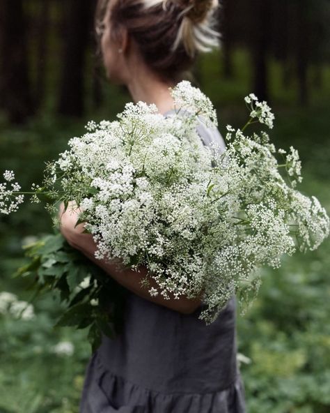 Queen Annes Lace Bouquet, Lace Bouquet, Queen Anne's Lace Flowers, Flower Identification, Growing Dahlias, Daucus Carota, Summer Harvest, Lace Crafts, Queen Anne's Lace