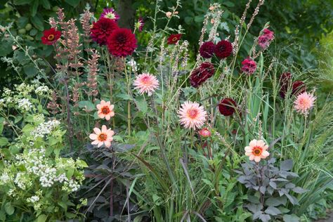 How To Grow Dahlias, Dahlia Flower Garden, Grow Dahlias, Summer Display, Late Summer Flowers, Dahlia Tubers, Dahlias Garden, Growing Dahlias, Most Beautiful Gardens