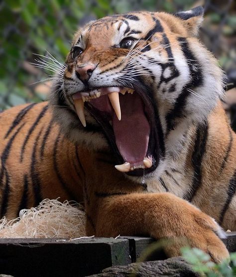 Connor's Canines by Deric Wagner Big Cats Drawing, Tiger Photography, Big Cats Photography, Tiger Pictures, San Diego Zoo, Majestic Animals, A Tiger, Alam Yang Indah, Animal Planet