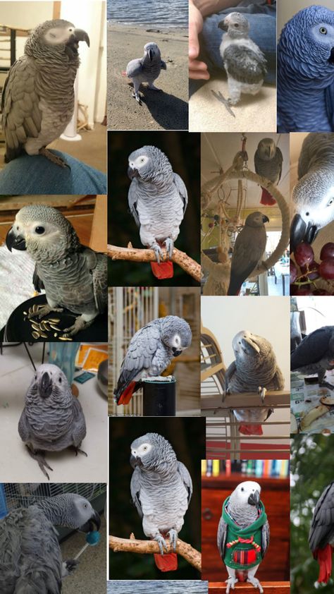 So I thought to capture all the cute moments of African grey parrot 🦜✨ Parrot Aesthetic, Cute Moments, Grey Parrot, African Grey Parrot, African Grey, My Pet, Parrot, Pet, Grey