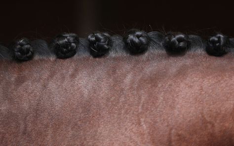 A horse has its mane plaited as it is prepared to take part in The National Dressage Championships at Stoneleigh Park. Picture: Christopher Furlong/Getty Images Horse Mane Braids, Dressage Competition, Horse Braiding, Horse Mane, Horse Tail, Horse Tips, Horse Grooming, Horse Diy, Dressage Horses