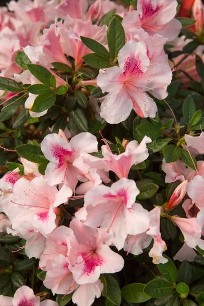 Pruning Azaleas, Azaleas Care, Azalea Shrub, Drought Tolerant Shrubs, Azalea Bush, Azalea Flower, Acid Loving Plants, Hydrangea Care, Plant Tags