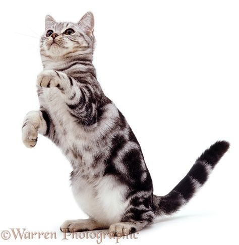 Silver Tabby Cat, Cat Standing, Cat Anatomy, Cat Reference, Cat Stands, Image Chat, Cat Pose, Cat Owner, Warrior Cat