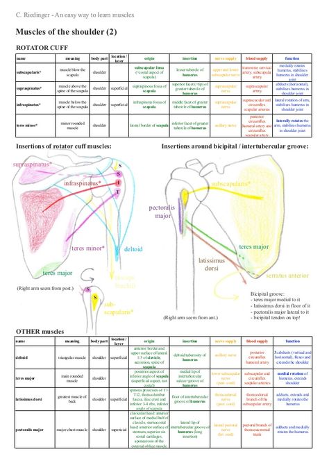 Shoulder Anatomy, Physical Therapy School, Physical Therapy Student, Physical Therapist Assistant, Physical Therapy Assistant, Basic Anatomy And Physiology, Medical School Studying, Muscle Anatomy, Human Anatomy And Physiology