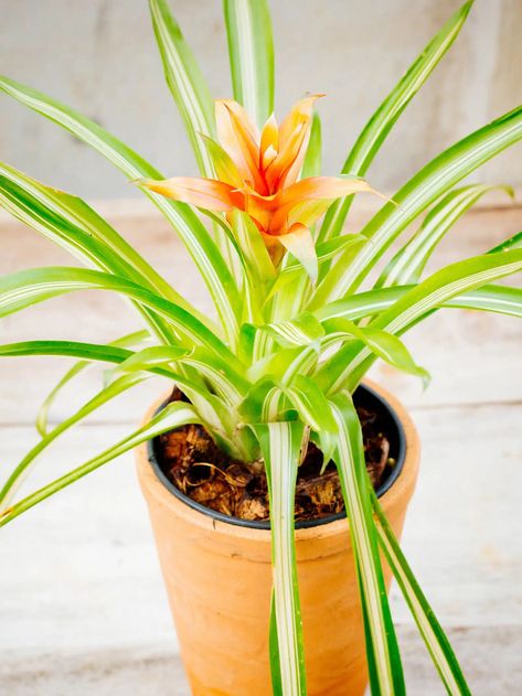 How to Grow a Gorgeous Guzmania Bromeliad – Garden Betty Guzmania Bromeliad, Bromeliad Garden, Bromeliads Garden, Garden Betty, Rainforest Habitat, Orchid Bark, Plant Information, Backyard Fire, Gardening Flowers