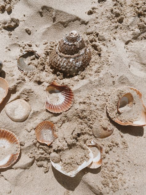 Sand With Seashells, Beige Beach Aesthetic Wallpaper, Shell Beach Aesthetic, Pearls Beach Aesthetic, Beach Aesthetic Seashells, Shells Beach Aesthetic, Sea And Sand Aesthetic, Beach Athestic, Beach Sea Shells Aesthetic