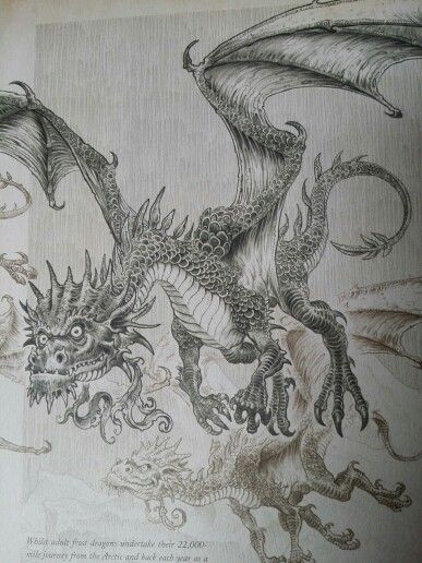 Dragonology. Medieval Fantasy Aesthetic, Hatch Drawing, Dragon Pictures, Art Pencil, Dragon Artwork, Dragon Drawing, Fantasy Dragon, Fantasy Aesthetic, Fantasy Inspiration