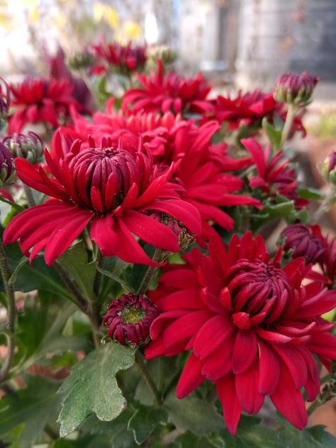 Crysantenum Flower, Red Chrysanthemum, November Flower, Inner Earth, Water Color Pencils, Spider Mums, Backyard Dreams, Paint Flowers, Chrysanthemum Flower