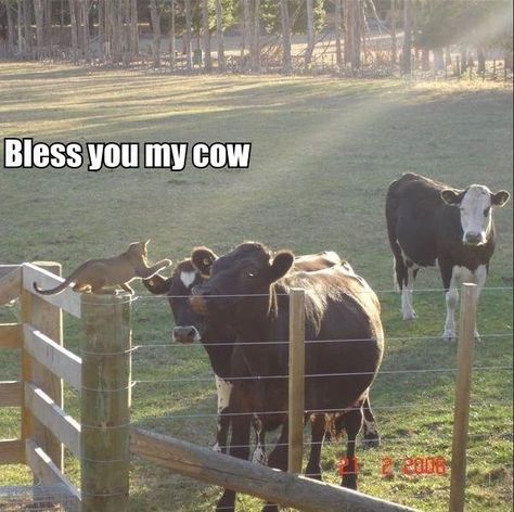 Funny Animal Pictures With Captions Funny Cow Pictures, Cow Humor, Cute Animals With Funny Captions, Animal Captions, Cat Humor, Cow Pictures, Cows Funny, Cats Funny, Funny Cat Memes