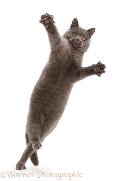 Blue British Shorthair cat leaping with outstretched arms, white background Cat Leaping, Blue British Shorthair, Window Illustration, Shorthair Cat, British Shorthair Cats, British Shorthair, Cat Illustration, Background Images, Funny Cats