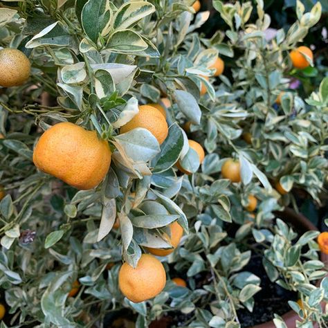 How to Grow Citrus All Year Long in Cold Climates - FineGardening Citrus Tree Indoor, Growing Citrus, Winter Greenhouse, Citrus Garden, Mealy Bugs, Citrus Plant, Scale Insects, Fruit Picking, Overwintering