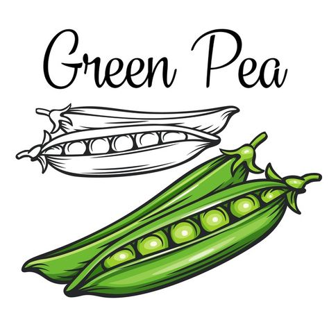 Green pea drawing icon | Premium Vector #Freepik #vector #food #hand #green #vintage Peas Drawings, Cookbook Drawings, Pea Drawing, English Stickers, فاصوليا خضراء, Vegetable Drawing, Vegetable Cartoon, Homemade Books, Recipe Drawing