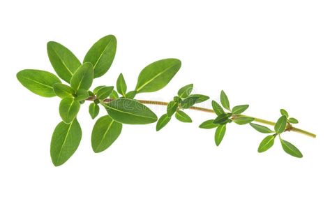 Thyme. Sprig isolated on white background , #Sponsored, #Sprig, #Thyme, #isolated, #background, #white #ad Thyme Sprig, Marjoram, Background White, Thyme, Plant Leaves, Photo Image, White Background, Herbs, Stock Photos