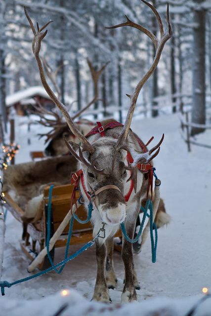 Take the kids to the Zoo to see the Reindeer & other events to get in the Spirit for the big celebration Santa Claus Village, Mule Deer, Manx, Sleigh Ride, Christmas Scenes, Noel Christmas, Merry Little Christmas, E Card, Christmas Love