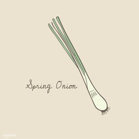 Spring Onion Tattoo, Spring Onion Drawing, Green Onion Tattoo, Spring Onion Illustration, Vegetable Doodles, Onion Drawing, Sketch Website, Food Doodle, Game Illustration