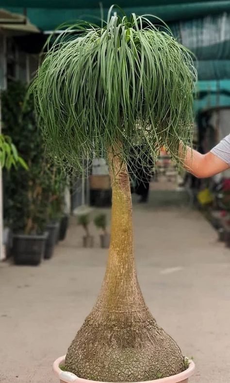 How to Make Ponytail Palm Grow Taller and Large: 6 Tricks | Balcony Garden Web Plant Potting Ideas, Snake Grass, Plants In Pots, Ponytail Plant In Pot, Ponytail Plant Care, Sago Palm Landscaping, Ponytail Palm Outdoor, How To Care For Palm Plants Indoors, Ponytail Palm