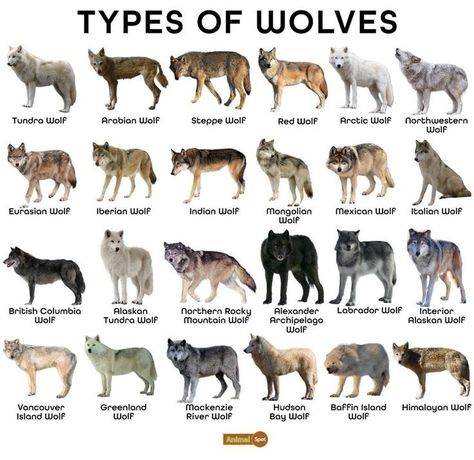 (17) TYPES OF WOLVES AROUND THE WORLD ... – @atomicdreamlandchopshop on Tumblr Animal Species Chart, Wolves Of The World, Animal Personality Types, Wolf Design Art, Domain Of The Wolf, Wolf Side View, Wolf Names, Wolf Species, Types Of Wolves