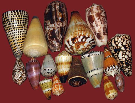 Cone Snail, Beautiful Seashells, Hypodermic Needle, Types Of Shells, Cone Shell, Molluscs, Ocean Treasures, Dangerous Animals, Sea Snail