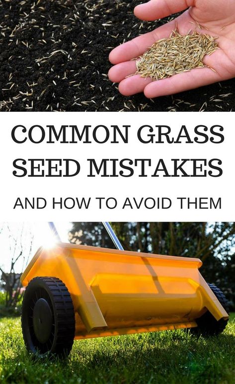 Growing Grass Tips, Over Seeding Lawn Spring, Grow Grass From Seed, How To Get Grass To Grow, When To Plant Grass Seed In Spring, Grass Growing Tips, How To Grow Grass Fast, Planting Grass Seed Fall, How To Plant Grass Seed Lawn