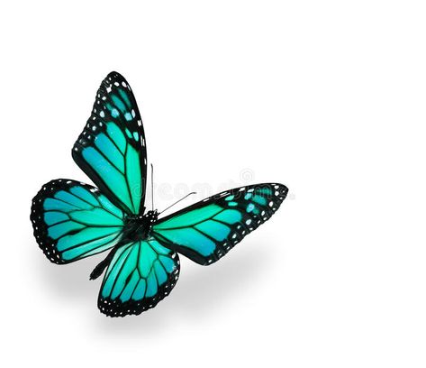 3d Butterfly Tattoo, Blue Butterfly Tattoo, Kristina Webb, Teal Butterfly, Rainbow Butterflies, Tatuaje A Color, Butterfly Tattoo Designs, Butterflies Flying, Rainbow Butterfly