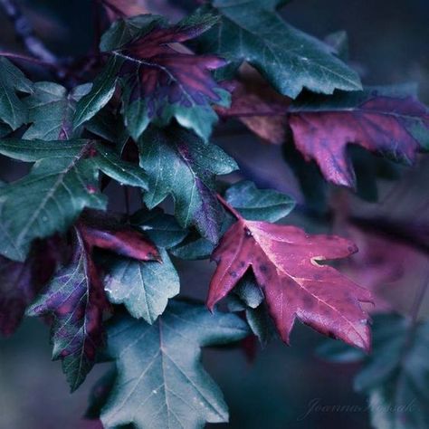 Jeweled Tones, Color Trios, Teal And Plum, Teal Palette, Autumn Purple, Autumn Blue, Purple Leaves, Scenery Photography, Color Boards